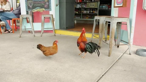 Low view hen and rooster standing on the sidewalk with a pink open store front s Stock Footage 300806915