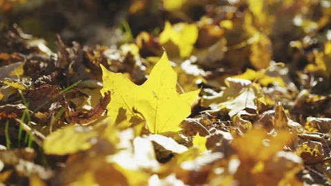 Low view of male hand taking a golden maple leaf on a lawn 스톡 동영상 134512964