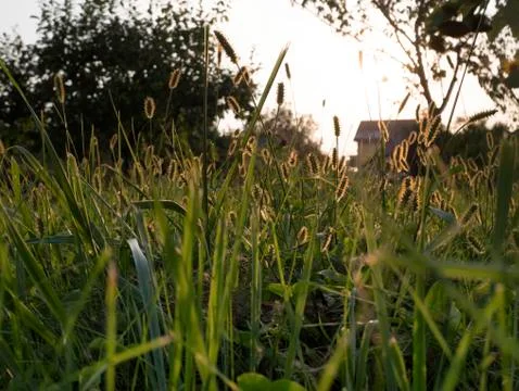 Low view of the Meadow Stockfoto's