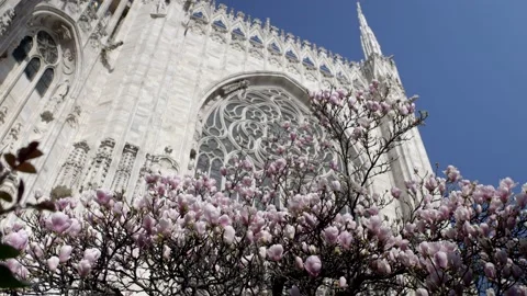 Low view of Milan Cathedral with spring flowers frame. City of Milan. 库存影片 236447209