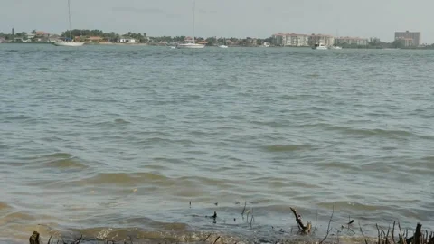 Low view over beach roots Layered landscape blue water to two rocky oyster sand Stock Footage 275449764