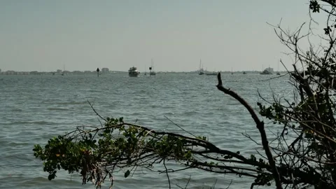 Low view over beach roots Layered landscape blue water to two rocky oyster sand Stock Footage 275449879