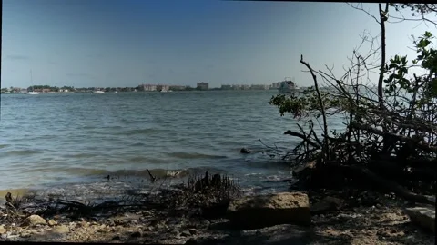 Low view over beach roots Layered landscape blue water to two rocky oyster sand Stock Footage 275450080