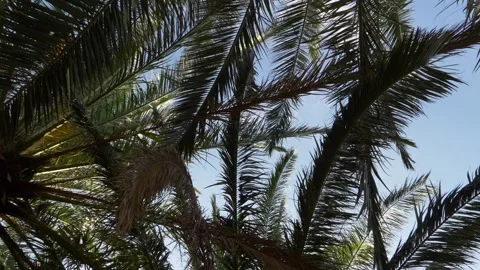 Low view palm leaves moved by the wind in a sunny day. Panning 4K Video stock 237742487
