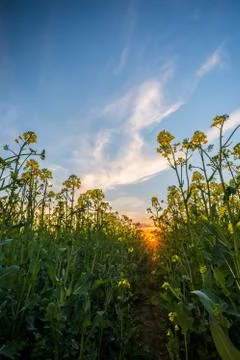 Low view from rapeseed field on sunset Stock Photos