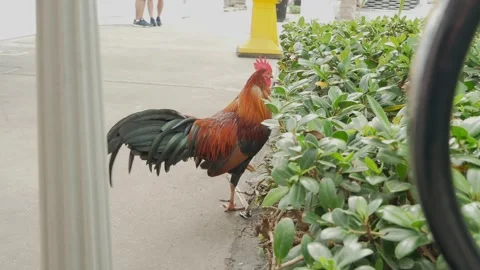 Low view Red rooster standing on the sidewalk beside green bushes then walks in Stock Footage 300807891