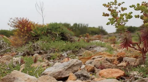Low view of rocks and plants in the wind Vidéo 37531417