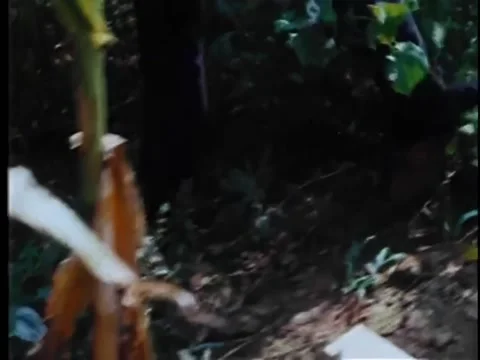 Low view of search party walking through woods Stock Footage 260254205