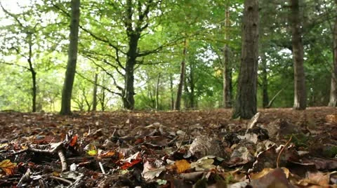 Low view through the forest Stock Footage 22430397