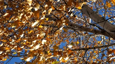 Low view to tree top of birch with brown leaves at sunny autumn day. Branches wi Stock Footage 341972671