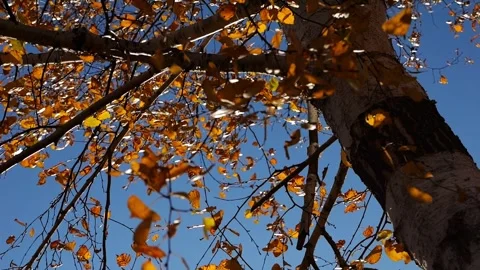 Low view to tree top of birch with brown leaves at sunny autumn day. Branches wi Stock Footage 344039458