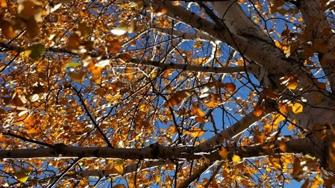 Low view to tree top of birch with brown leaves at sunny autumn day. Branches wi Stock Footage 345262881
