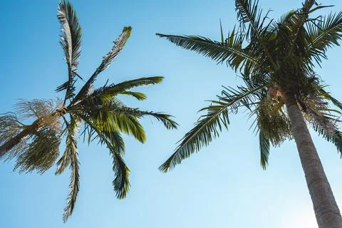 A low view from two palmtrees with a blue sky in the background Stock Photos
