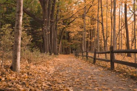 Low View of Walking Path in the Forest During the Fall Stock Photos