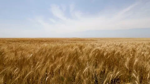 Low view of a wheat field, blowing in the wind shortly before harvest with a Stock Footage