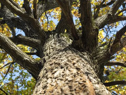 Low viewing angle of the autumn tree, Selective focus Stock Photos