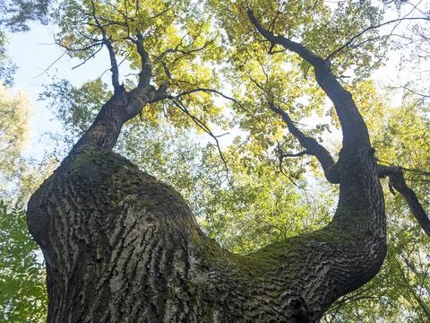 Low viewing angle of the autumn tree, Selective focus Stock Photos