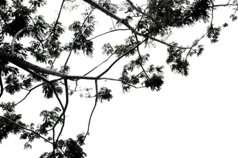 Low viewpoint of branches Fotos de archivo