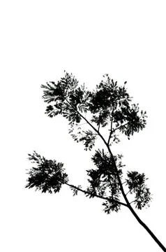 Low viewpoint of branches 库存照片
