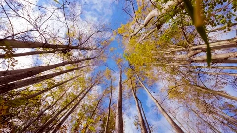 Low viewpoint of trees during autumn winds Stock Footage 220305791