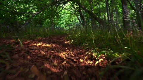 Low walking view through an English woodland with bluebells and nature trail Vídeo Stock 197641899
