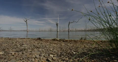 Low Water Level Exposed Dead Trees Toolondo Lake Video stock 331325254