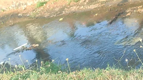 Low Water Stream with Green Grass Stock Footage 340604688