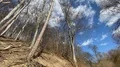 Low wide angle leafless standing trees with roots and beautiful sky on hill 4k or 4k+ Resolution