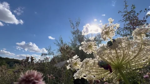 Low Wide Angle Move Through Thistles To Sunlit Wild Carrot With Beetles Stock Footage 341681464