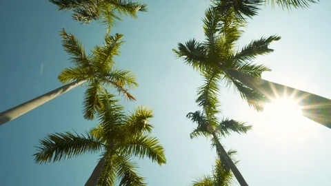 Low Wide Angle Shot of Driving Under Palm Trees Under Sunny Blue Skies POV Video stock 123767771