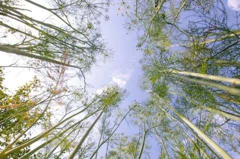 Low wide angle view of dill stems in the garden Stock Photos