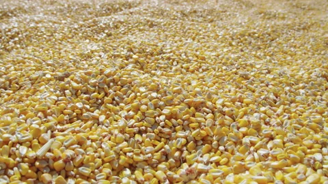 Low wide shot moving over endless pile of hard corn kernels, slow motion Stock Footage 202234246