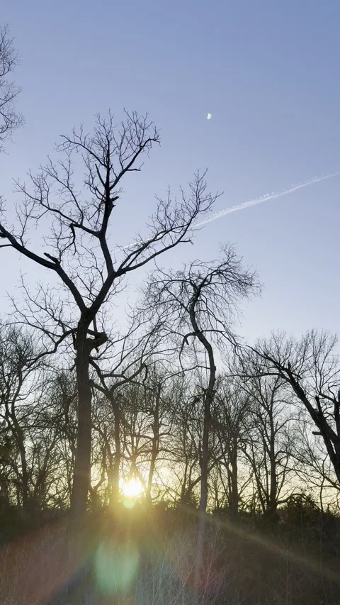 Low Winter Sun Shining Through Bare Trees at Dusk Video stock 344716993