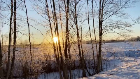 Low winter sun shinning through a few alder (Alnus incana) trees in 4K Stock Footage 231684773