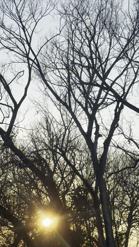 Low Winter Sun Through Bare Trees Stock Footage 344601356
