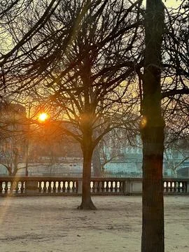 Low winter sun through bare trees in the Tuileries Garden in Paris, France Stock Photos