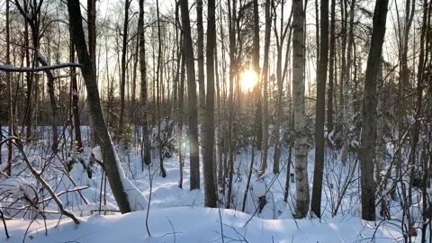 Low winter sun through the trees Stock Footage 230919823