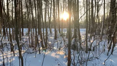 Low winter sun through the trees Stock Footage 230919824