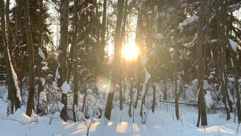 Low winter sun through the trees Stock Footage 230919825