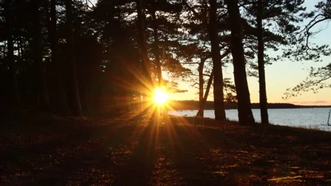 Low winter sunset over the dusk hours of the day in the pine forest Stock-Footage 165179194