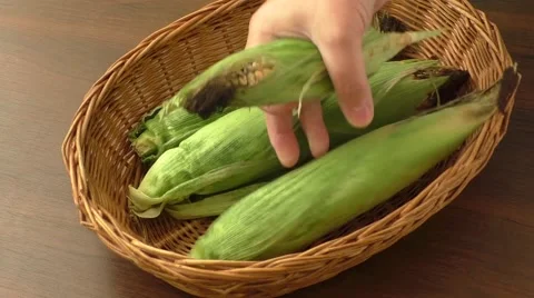 Low yield corn crop due to drought Stock-Footage 54627483