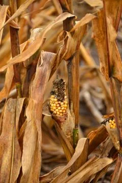 Low yield corn crop due to drought Stock Photos