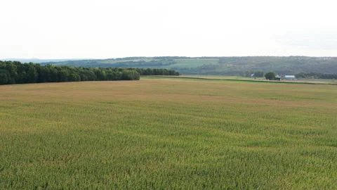 Low zoom out cornfield with trees in upstate new york Stock Footage 140083311