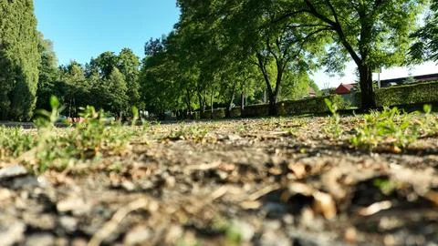 Low‑Angle Ground View of Pathway with Plants and Trees Stock Photos