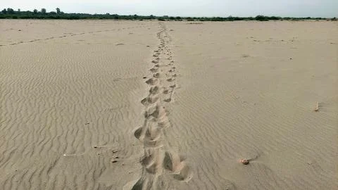 Lowangle View of Footprints Trail Across Vast Sandy Desert Landscape Stock Photos