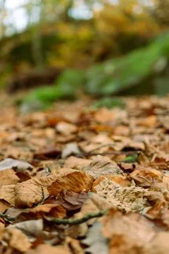 A lowdown shot of a forest floor covered by leaves Stock Photos