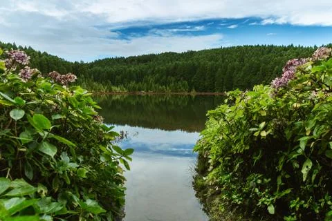 Lowe angle view of beautiful lake between two bushes of gortenzias Stock Photos