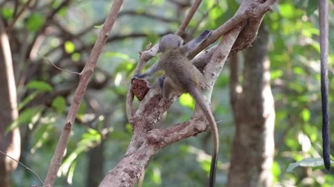 Lowe Monkey baby climb down and up the tree under mothers watchful eyes Stock Footage 232310209