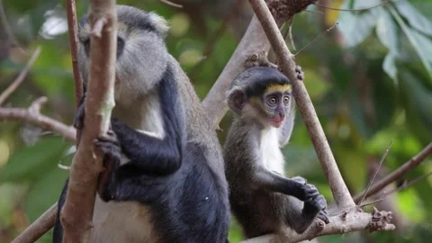 Lowe Monkey baby sit beside mother and chew and stare in rainforest tree clo Stock Footage 232310273