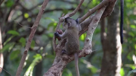 Lowe Monkey baby sit in tree and climb up to mother in rainforest close up Stock Footage 232310306